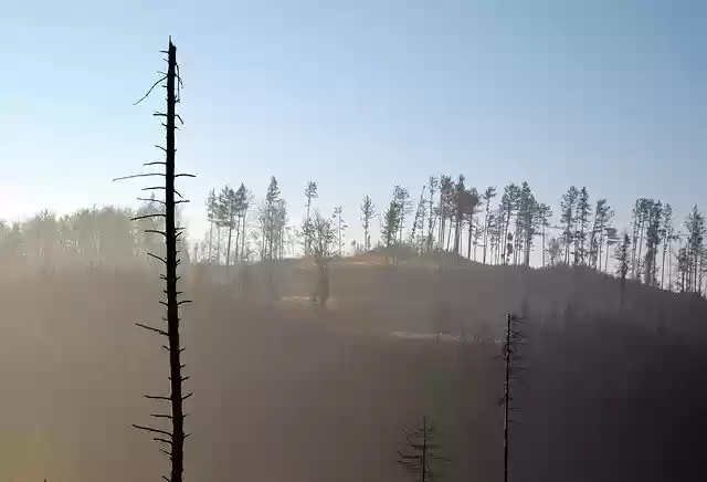 Free download Jeseniky Calamity Forests The -  free photo or picture to be edited with GIMP online image editor