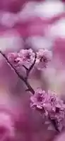 Free download Jolie Fleur 9aaa 3f 1d 5d 82 4d 13 811b 636a 05d 8596c free photo or picture to be edited with GIMP online image editor