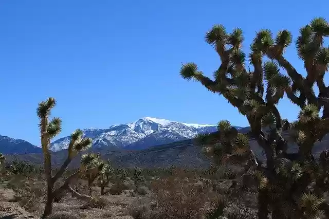 Free download Joshua Tree Mt Charleston -  free photo or picture to be edited with GIMP online image editor