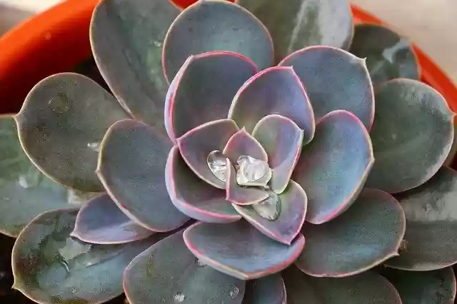 Free download Juicy Mandala Cactus -  free photo or picture to be edited with GIMP online image editor
