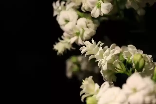 Free download Kalanchoe Blossom Bloom Black -  free photo or picture to be edited with GIMP online image editor