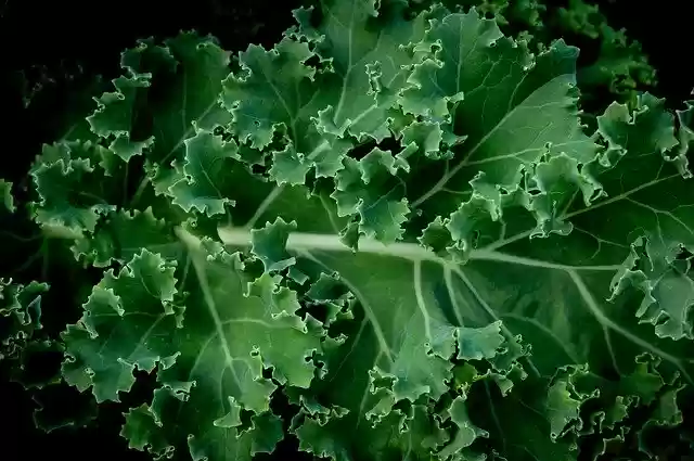 Descarga gratuita Kale Vegetable Food: foto o imagen gratuita para editar con el editor de imágenes en línea GIMP