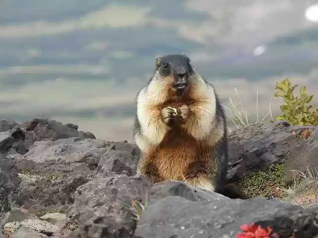 Free download Kamchatka Volcano Mountain -  free photo or picture to be edited with GIMP online image editor