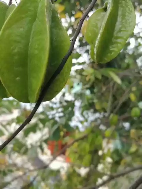 Free download kamranga star fruit vitamins c sour free picture to be edited with GIMP free online image editor
