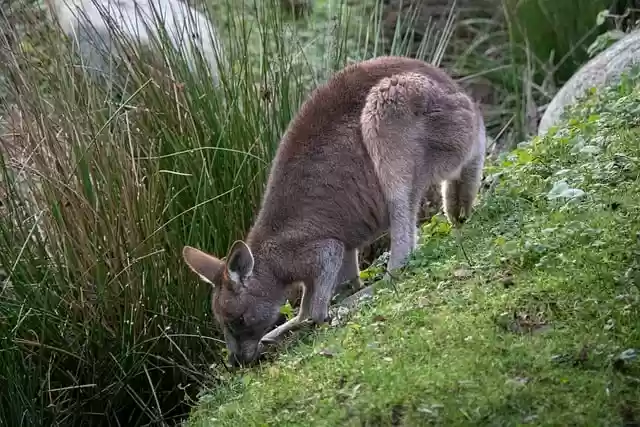 Free download kangaroo macropodidae marsupials free picture to be edited with GIMP free online image editor