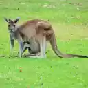 kangaroo mother and child  screen for extension Chrome web store in OffiDocs Chromium