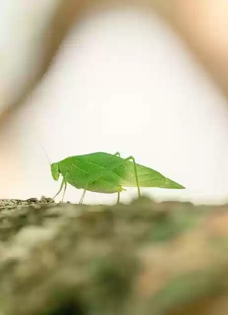 Free download katydid microcentrum rhombifolium free picture to be edited with GIMP free online image editor