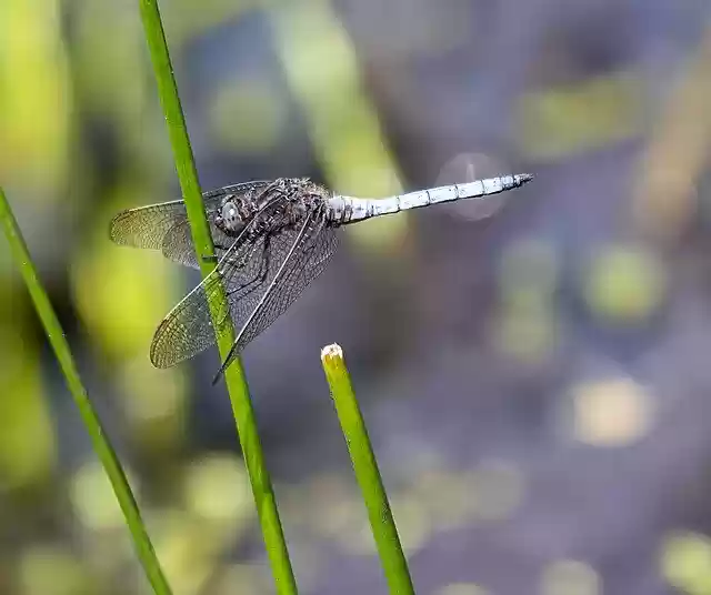 Free download Keeled-Skimmer Male Dragonfly -  free photo or picture to be edited with GIMP online image editor