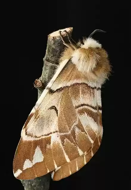 Free download Kentish Glory Moth Macro -  free photo or picture to be edited with GIMP online image editor