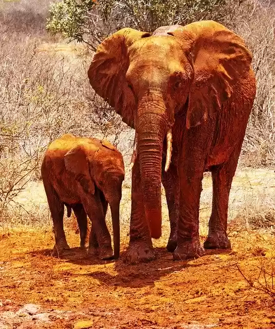 Free download Kenya Elephant Safari Tsavo -  free free photo or picture to be edited with GIMP online image editor