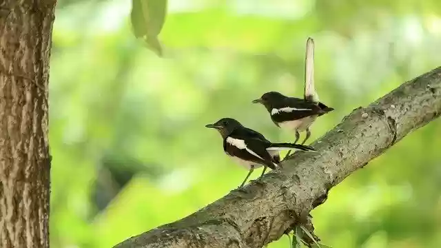 Free download Kerala India Bird free photo template to be edited with GIMP online image editor