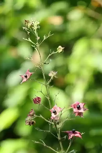 Free download Kerala India Flower -  free photo or picture to be edited with GIMP online image editor