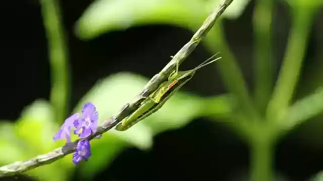 Free download Kerala India Neorthacris Simulans -  free photo or picture to be edited with GIMP online image editor