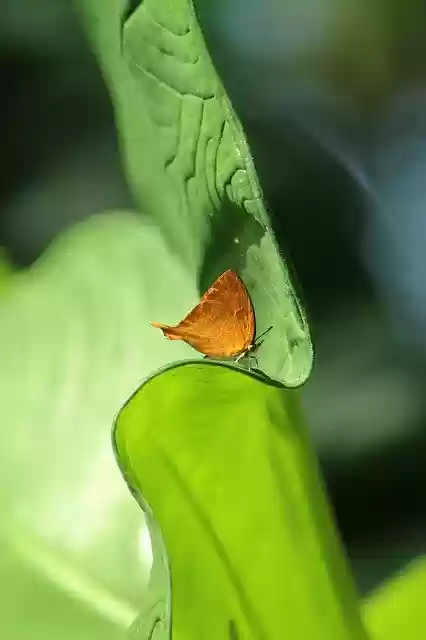 Free download Kerala India Yamfly -  free photo or picture to be edited with GIMP online image editor