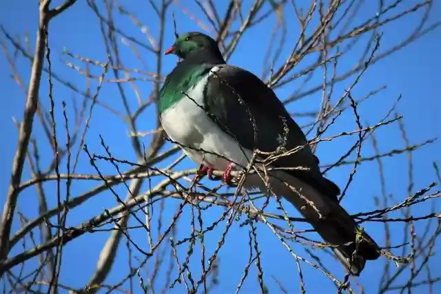 Free download kereru wood pigeon beak feathers free picture to be edited with GIMP free online image editor