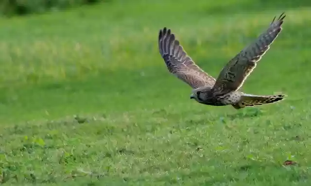 Free download Kestrel Hunting Flying -  free photo or picture to be edited with GIMP online image editor