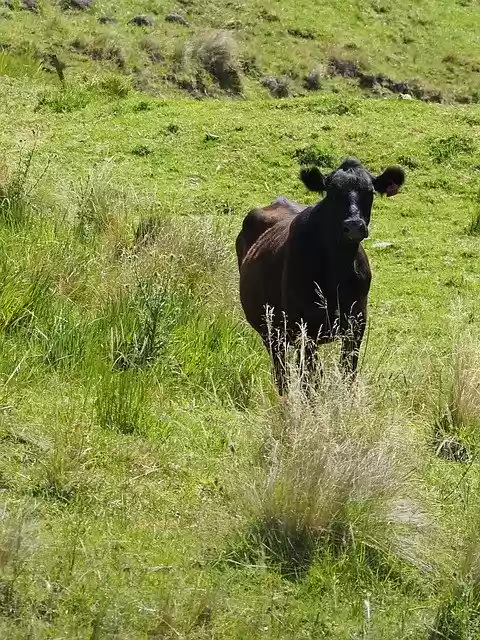 Free download Killarney Queensland Cow -  free photo or picture to be edited with GIMP online image editor