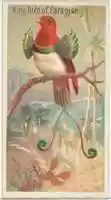 Free download King Bird of Paradise, from the Birds of the Tropics series (N5) for Allen & Ginter Cigarettes Brands free photo or picture to be edited with GIMP online image editor