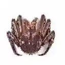 king crab wallpaper  screen for extension Chrome web store in OffiDocs Chromium