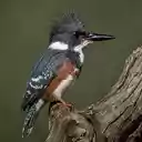 Kingfisher perched on branch wallpaper  screen for extension Chrome web store in OffiDocs Chromium
