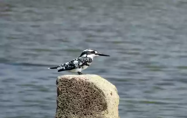 Free download kingfisher pied kingfisher free picture to be edited with GIMP free online image editor