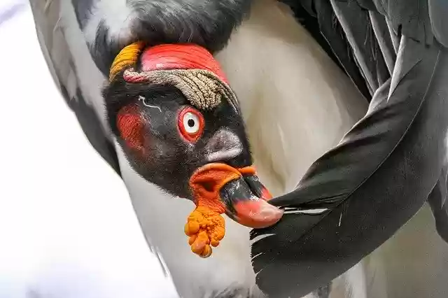Free download King Vulture Bird Of Prey -  free photo or picture to be edited with GIMP online image editor