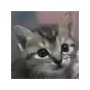 Kitten Around!  screen for extension Chrome web store in OffiDocs Chromium