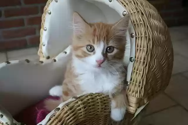Free download kitten cat baby fluffy cute free picture to be edited with GIMP free online image editor