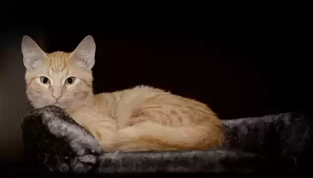 Free download kitten cat cat child care cat cute free picture to be edited with GIMP free online image editor