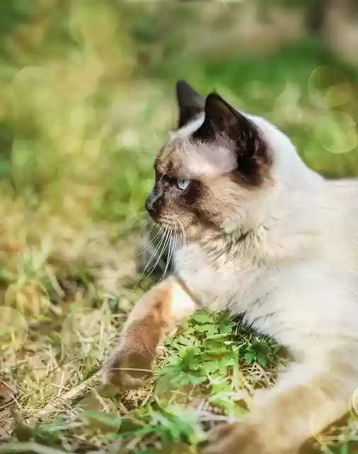 Free download Kitten Cat Ragdoll -  free photo or picture to be edited with GIMP online image editor