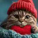 Kitten in a Hat with Love  screen for extension Chrome web store in OffiDocs Chromium