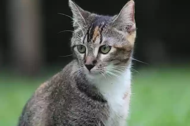 Free download Kitten Look To Watch -  free photo or picture to be edited with GIMP online image editor
