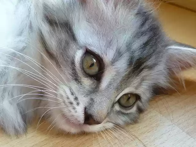 Free download kitten maine coon grey silver cat free picture to be edited with GIMP free online image editor
