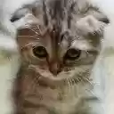 Kittens  screen for extension Chrome web store in OffiDocs Chromium