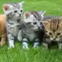Kittens basking in the sun  screen for extension Chrome web store in OffiDocs Chromium