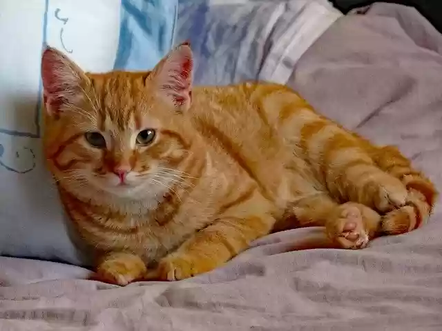 Free download Kittens Kitten Red -  free photo or picture to be edited with GIMP online image editor