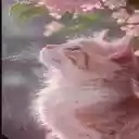 kitten wallpaper  screen for extension Chrome web store in OffiDocs Chromium