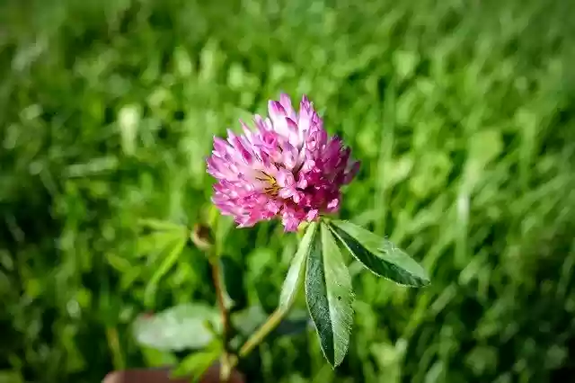 Free download Klee Clover Flower Purple -  free photo or picture to be edited with GIMP online image editor