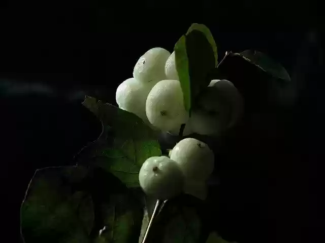 Free download Knallerbse Ordinary Schneebeere -  free free photo or picture to be edited with GIMP online image editor