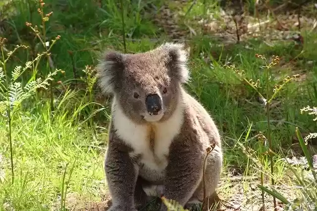 Descarga gratuita Koala Australia Marsupial - foto o imagen gratuita para editar con el editor de imágenes en línea GIMP