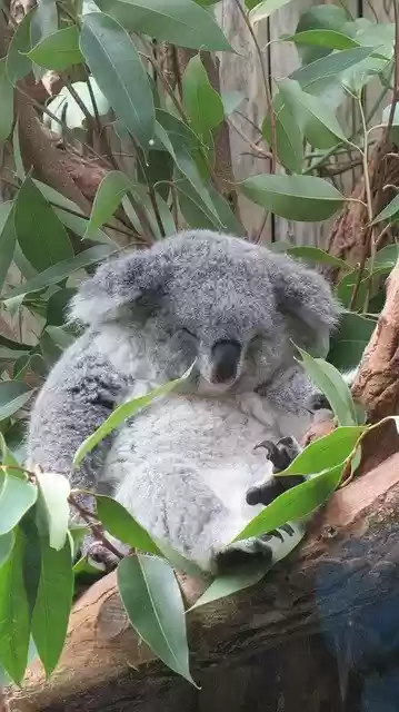 Descărcare gratuită Koala Bear Sleep - fotografie sau imagine gratuită pentru a fi editată cu editorul de imagini online GIMP