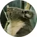 Koala Wallpaper  screen for extension Chrome web store in OffiDocs Chromium
