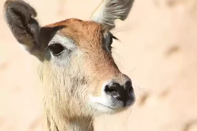 Free download Kobus Leche Lechwe Antelope -  free photo or picture to be edited with GIMP online image editor