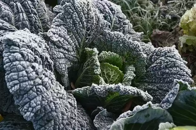 Free download Kohl Garden Vegetables -  free photo or picture to be edited with GIMP online image editor