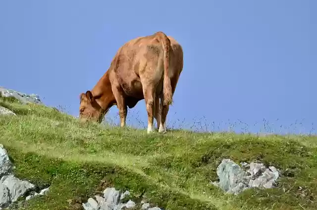 Descărcare gratuită ko iona vacă bovine iarbă bovină imagine gratuită pentru a fi editată cu editorul de imagini online gratuit GIMP