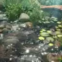 Koi Pond Bridge Live Wallpaper  screen for extension Chrome web store in OffiDocs Chromium