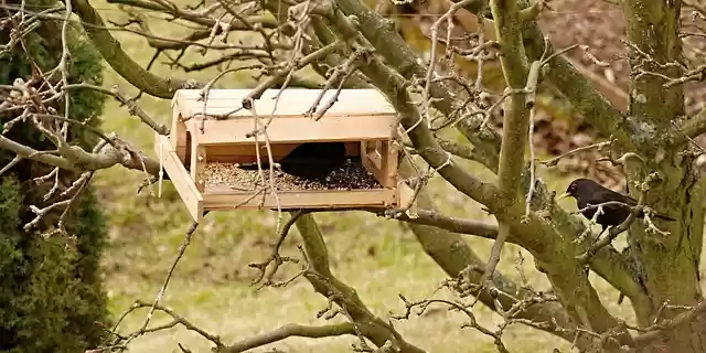 Free download kos garden feeder apple tree free picture to be edited with GIMP free online image editor
