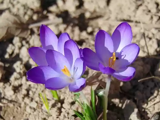 Free download Krokus You Spring Flower -  free photo or picture to be edited with GIMP online image editor