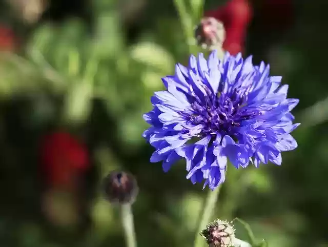 Скачать бесплатно Kronblume Blue Nature - бесплатное фото или изображение для редактирования с помощью онлайн-редактора изображений GIMP