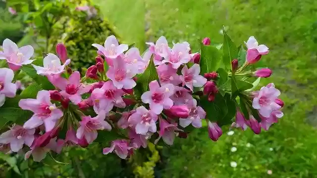 Free download Krzewuszka Bush Flowers -  free photo or picture to be edited with GIMP online image editor